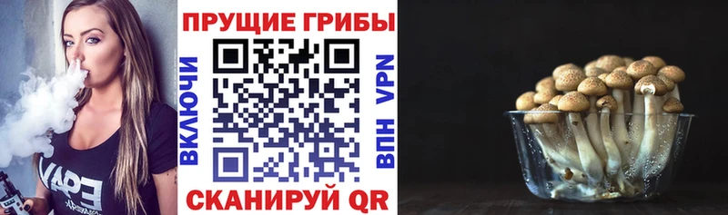 omg   Элиста  Псилоцибиновые грибы Psilocybe  где купить наркоту 